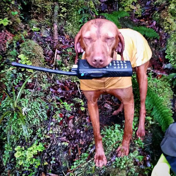 狗狗工作11年救下1700多隻瀕危奇異鳥！終於退休躺沙發啦