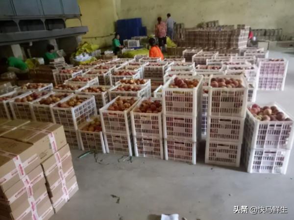 社群生鮮電商“菜籃子”,快馬鮮生有話說 社群生鮮電商“菜籃子”,快馬鮮生有話說