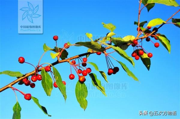 10種東北小“野”果，是不是你的童年回憶？