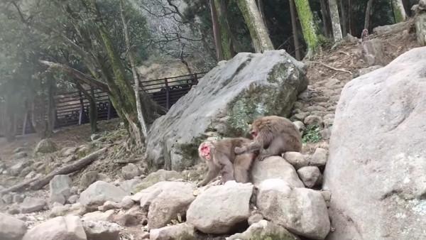 日本70年來首個母猴王!打跑公猴當上霸主,卻因";三角戀";地位不穩 日本70年來首個母猴王!打跑公猴當上霸主,卻因";三角戀";地位不穩