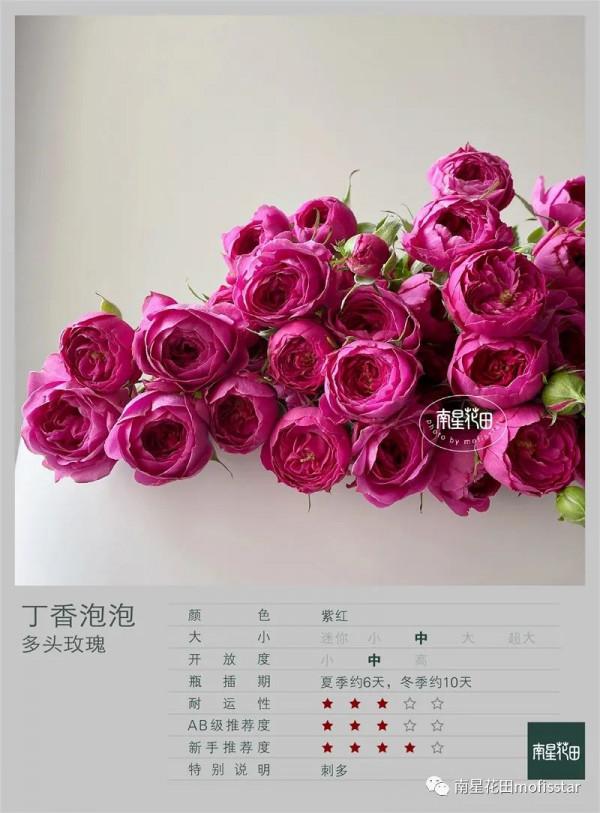 丁香泡泡多頭玫瑰 · 幾度春深豆蔻梢