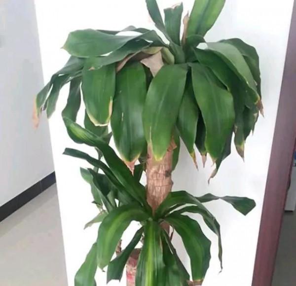 門口適合放這幾個盆栽,出入好心情 門口適合放這幾個盆栽,出入好心情