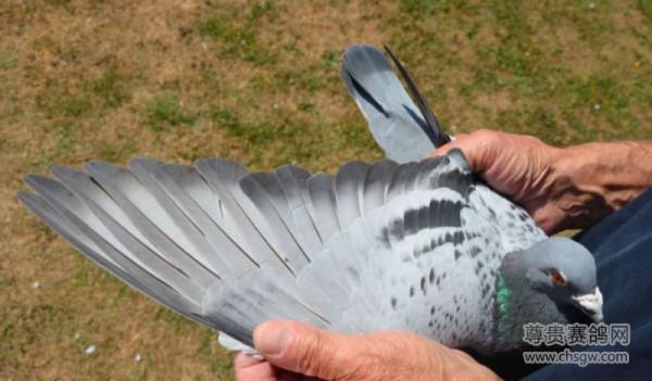 20張冠軍鴿翅膀欣賞，高質量賽鴿翅膀都有哪些特徵？