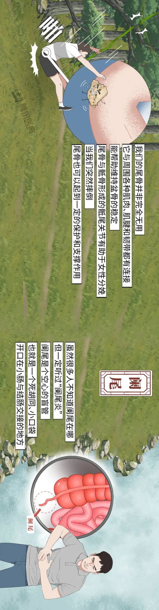 被你嫌棄的智齒、闌尾，其實在默默保護你......