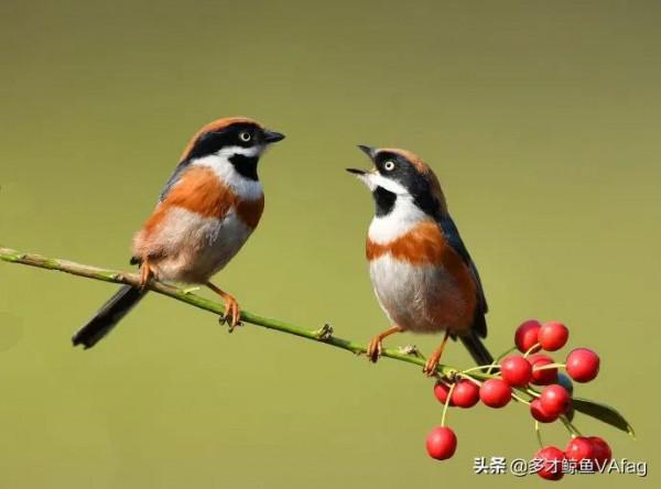 紅頭喜鵲鳥,報喜鳥 紅頭喜鵲鳥,報喜鳥