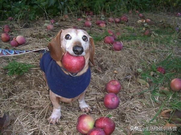 超治癒，50張可愛的寵物抓拍照片