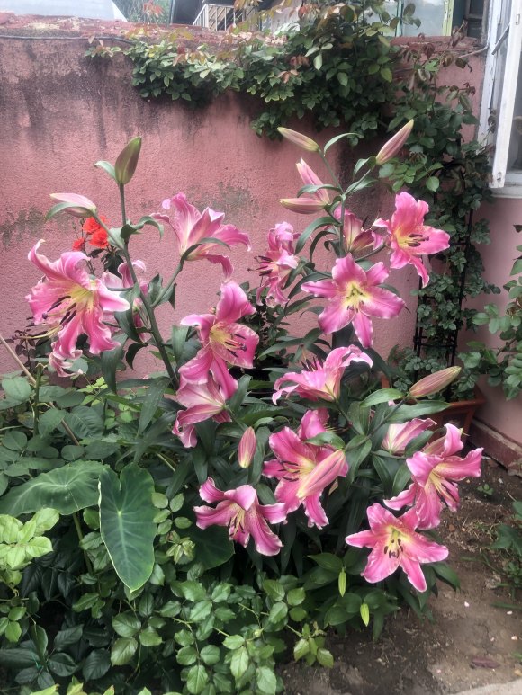 6種&OpenCurlyDoubleQuote;增值花&rdquo;，丟牆角不管它，也能長成&OpenCurlyDoubleQuote;花大樹&rdquo;，越養越富