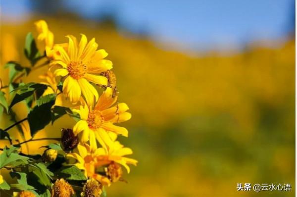 明代才子的佳作,清新自然,構思新巧,後兩句更充滿理趣 明代才子的佳作,清新自然,構思新巧,後兩句更充滿理趣