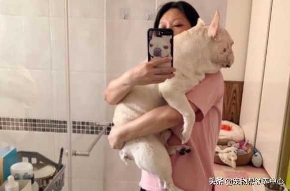 主人打疫苗，法鬥卻戲精上身變疲倦，主人：副作用全在你身上？