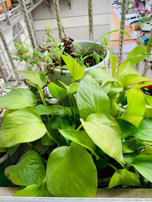 陽臺小植物 陽臺小植物