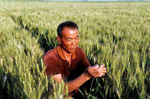 中俄超級雙贏合作典範:當中國農民遇見廣袤的西伯利亞 中俄超級雙贏合作典範:當中國農民遇見廣袤的西伯利亞