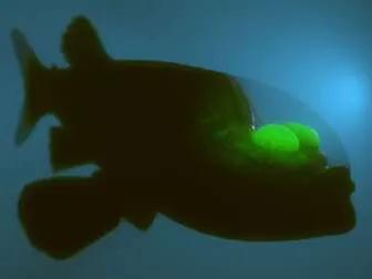 自帶戰鬥機駕駛艙的深海魚