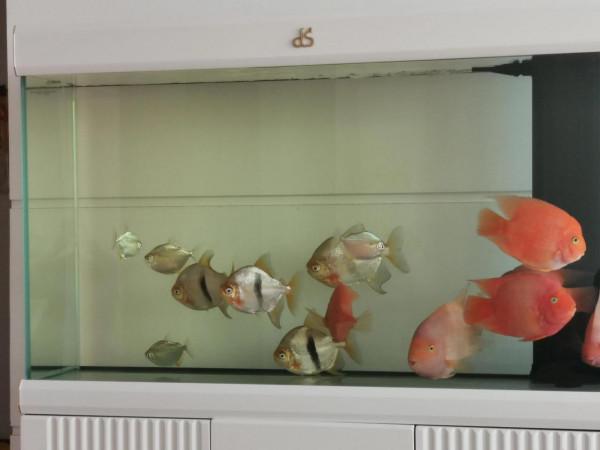 過年了，添財神