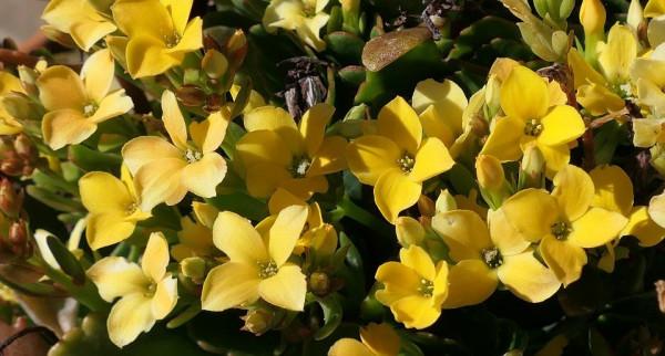 多肉植物開花，簡直美翻了