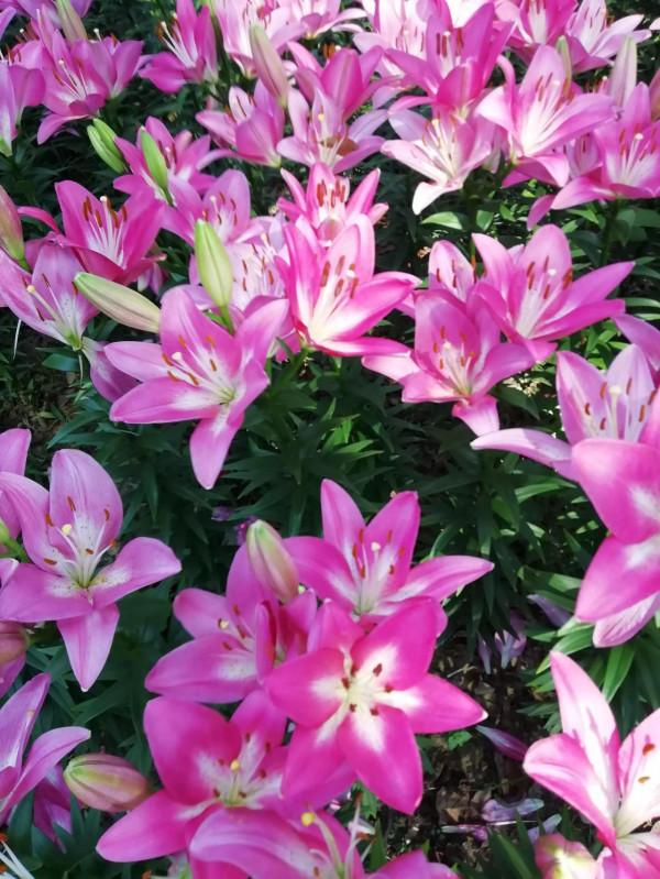 中秋佳節，百合花已盛開