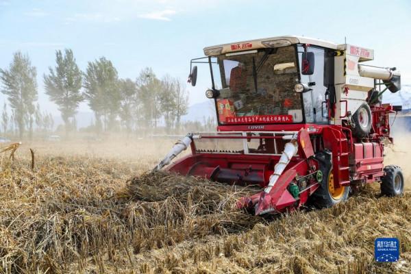 山西:雨後搶收忙 山西:雨後搶收忙