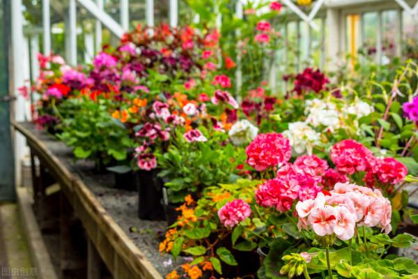 不想讓天竺葵變成“夏必死”,謹遵“五不做”,度夏無憂 不想讓天竺葵變成“夏必死”,謹遵“五不做”,度夏無憂