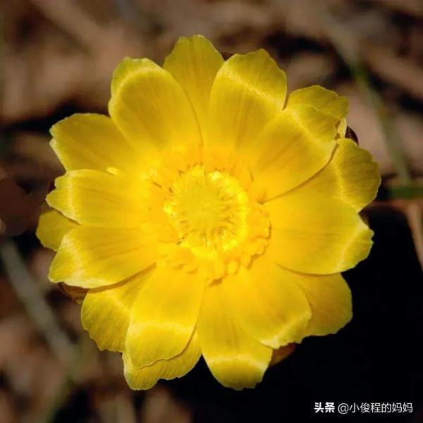 分享圖片-冰凌花