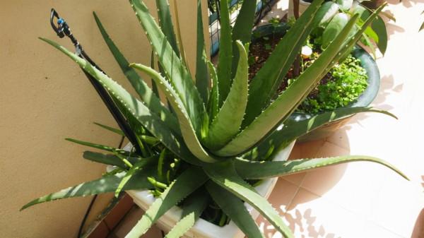 5種“漂亮花”,是生活“小醫生”,好養,好看,還好吃 5種“漂亮花”,是生活“小醫生”,好養,好看,還好吃