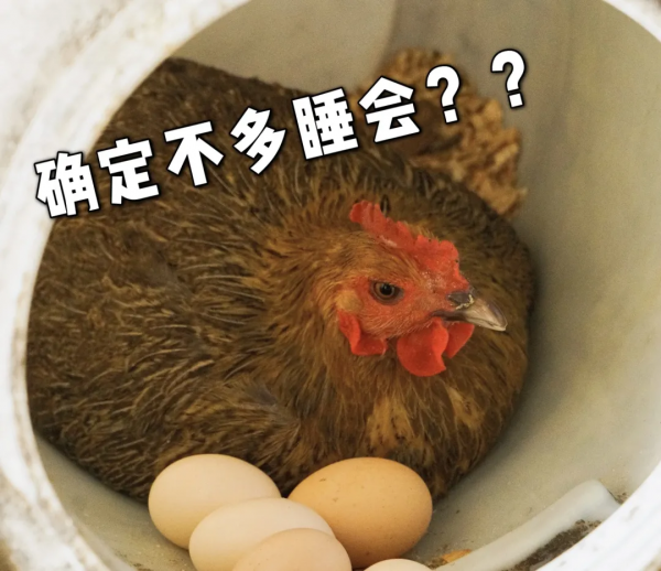 百年非遺技藝唯一傳承人，24年只用木桶燒羊肉