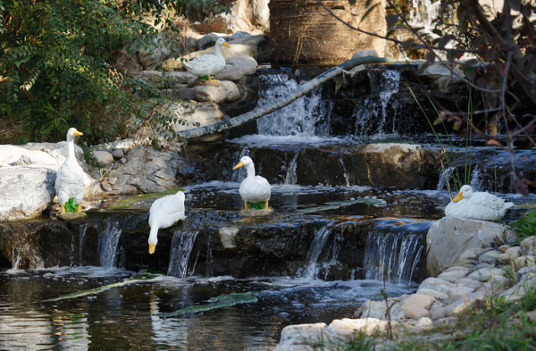 廣渠路邊秋意濃,水谷溼地公園迎首個秋天 廣渠路邊秋意濃,水谷溼地公園迎首個秋天