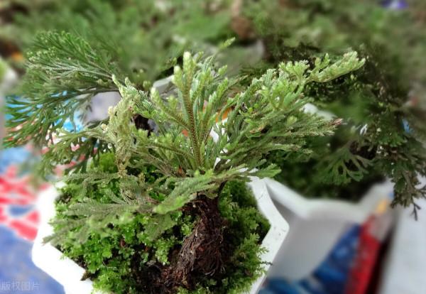 6種便宜花，用心養一年，麻雀變鳳凰，越養越精貴