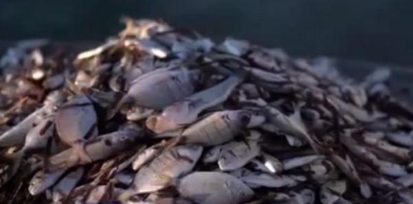 希臘下雪導致上萬條魚被凍死，我國東北零下幾十度，為何魚沒事？