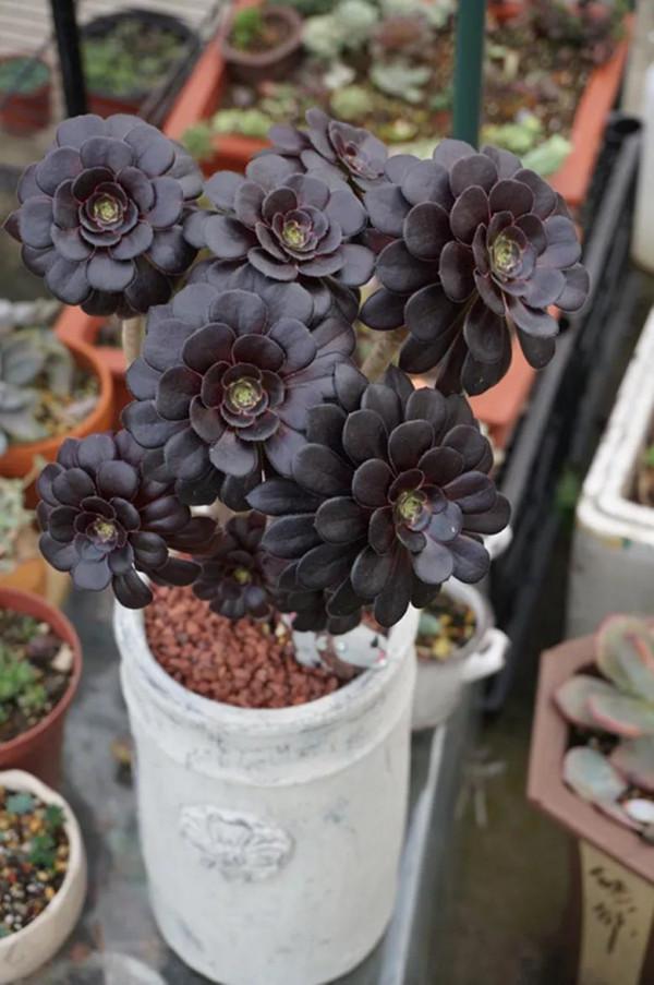 多肉的世界,簡單執著,看看你都見過哪些 多肉的世界,簡單執著,看看你都見過哪些