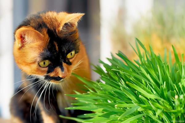 欺騙大腦創造好奇心的六種方法