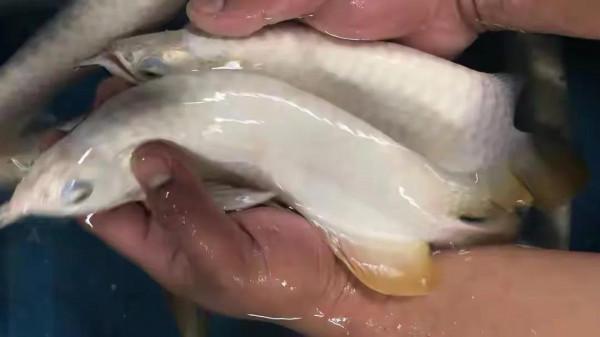 在馬來西亞小鎮的華人家中,我見識了與國內截然不同的育兒方式 在馬來西亞小鎮的華人家中,我見識了與國內截然不同的育兒方式