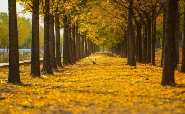 千萬別與秋天的姑蘇比美!楓葉漫山,銀杏紛飛,一步一景美成了詩 千萬別與秋天的姑蘇比美!楓葉漫山,銀杏紛飛,一步一景美成了詩