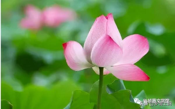 徐禎霞:棣花之荷 徐禎霞:棣花之荷