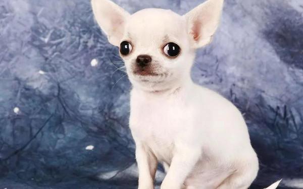 世上體形最小的狗——吉娃娃