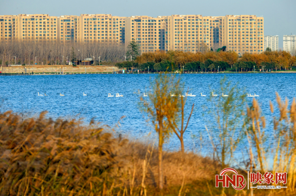 北龍湖上的冬日精靈