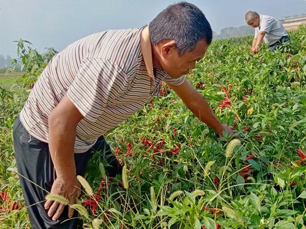 小辣椒映紅“致富路” 小辣椒映紅“致富路”