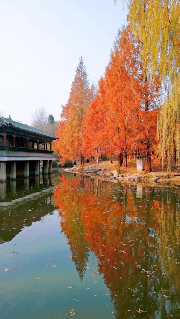 北京中山公園看水杉，來今雨軒吃冬菜包子