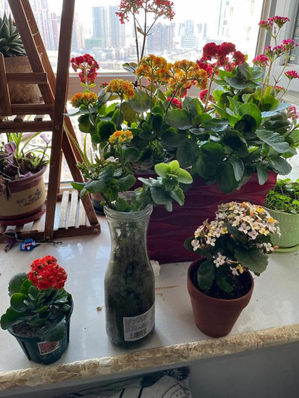 長壽花盆與土的選擇