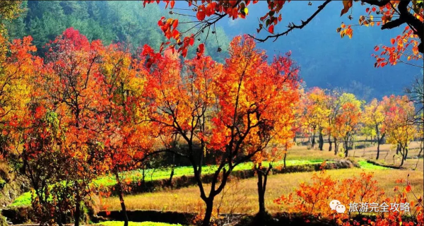 湖北十大秋季旅遊好去處-大悟北山村-烏桕紅葉