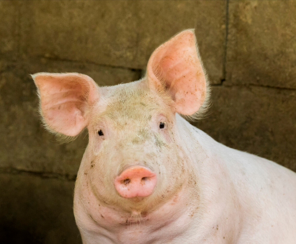 豬脖子腫大呼吸困難是什麼病？豬脖子腫大怎樣治療？三個治療方法