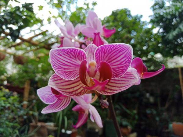 #陽臺小花園#又添新品種