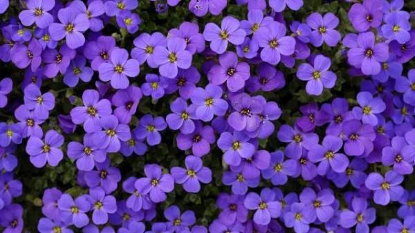 你知道讓人心痛的花嗎？