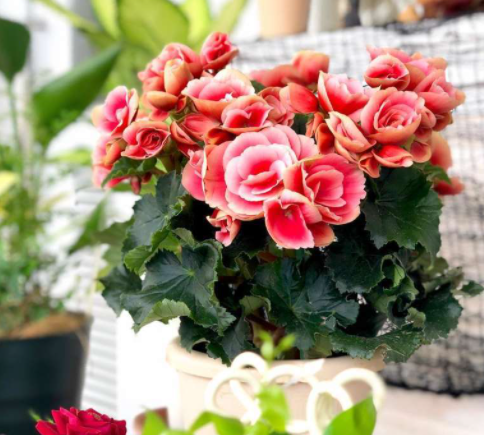 5種漂亮花，年年買，年年養不活？教你養護訣竅，來年照樣開花