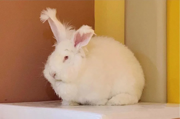 寵物咖,看過來,一定治癒你 寵物咖,看過來,一定治癒你