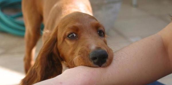 男子被寵物狗咬傷，打了狂犬疫苗，半個月後，人為什麼還是沒了？