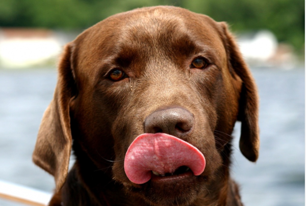 拉布拉多犬——最受歡迎的犬種！養它必須瞭解的5件事