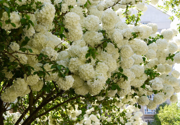 適合庭院種的“四大名貴樹”，經典美麗寓意好，寓意深遠價值高