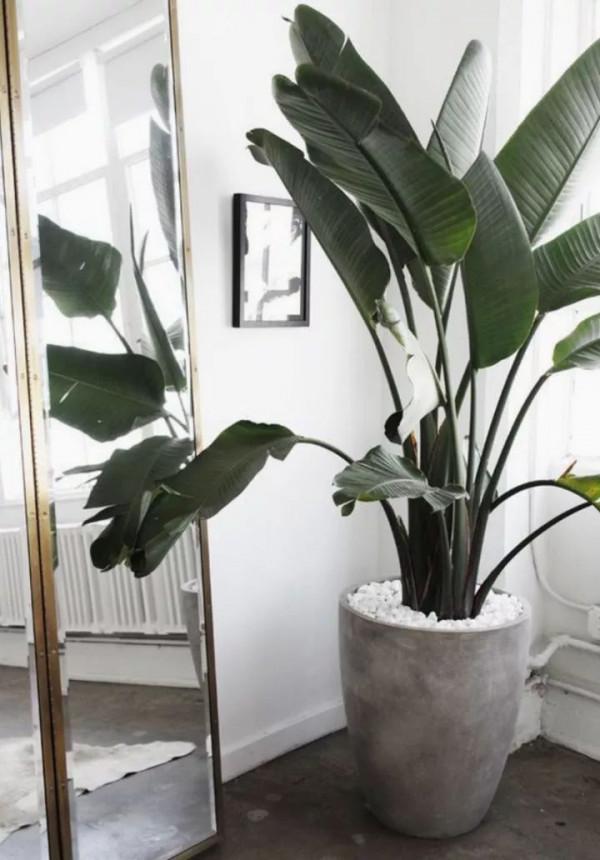 盤點10種常見的高格調家居綠植