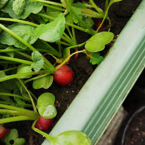 適合秋天種的10種蔬菜，現在播種，一個月上飯桌