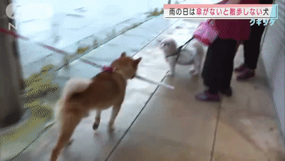 每當下雨天，這隻柴總會叼著傘出門...網友：還怪精緻的