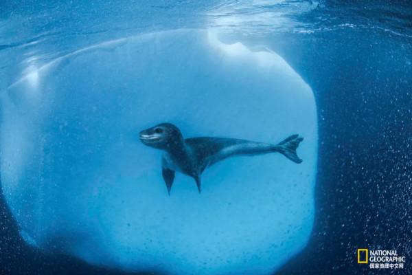 一年只發一次，2021年度最佳野生動物攝影